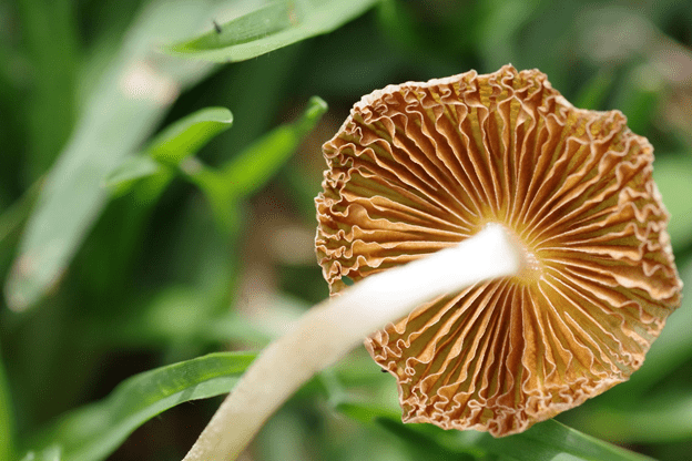 Canadian Shroom Craze: Discovering the Popularity of Shroom Gummies